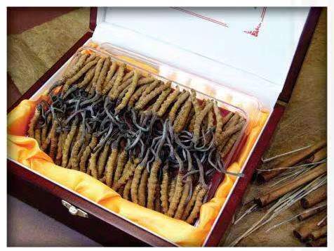 敖汉冬虫夏草回收